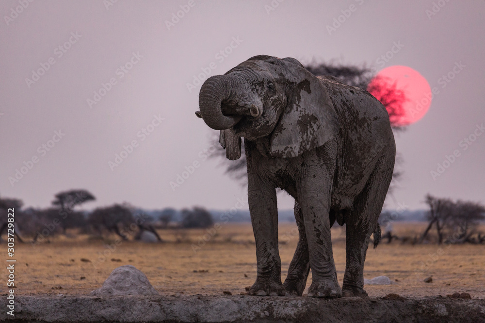Fototapeta premium Elelphant drinking at sunset