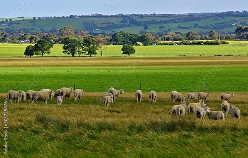 Sheep grazing on green meadow
