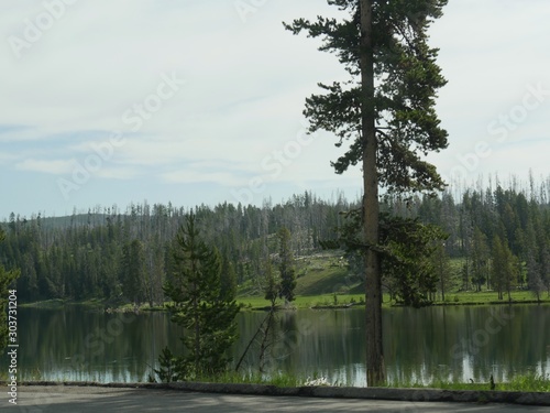 Roadside view of the Yellowstone River bordered by tall trees at the Yellowstone National Park.