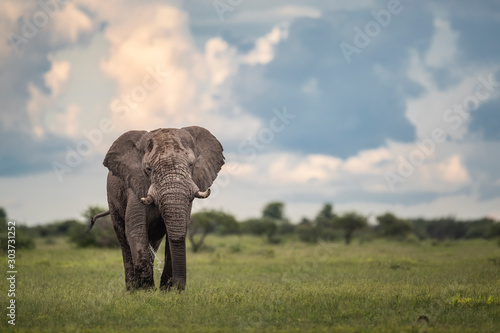 Elephant 