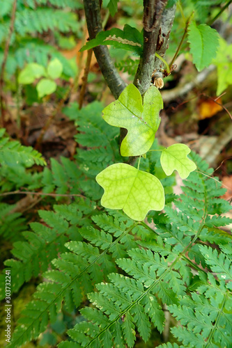 Young Tulip Poplar leaves among fern leaves, close-up 