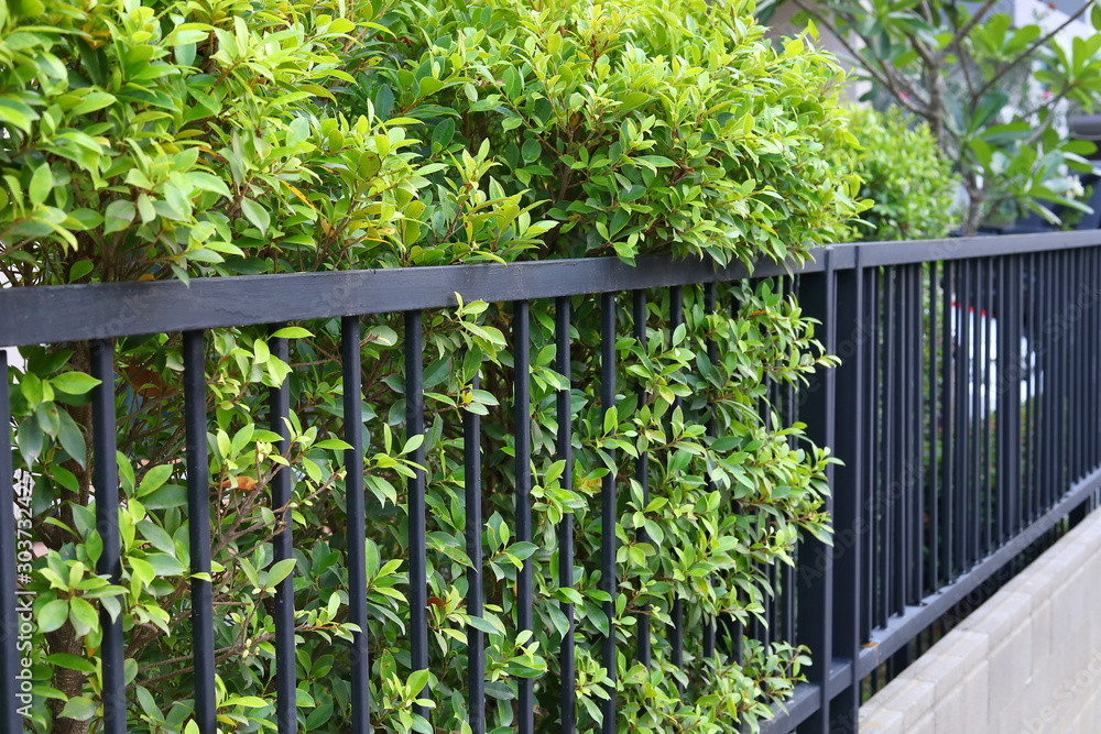 black steel iron fence of boundary house with green leaf of shrub tree growing wall natural in garden