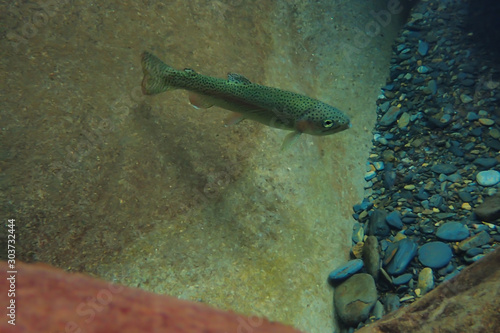 Rainbow trout underwater