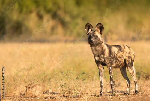 African Wild Dog
