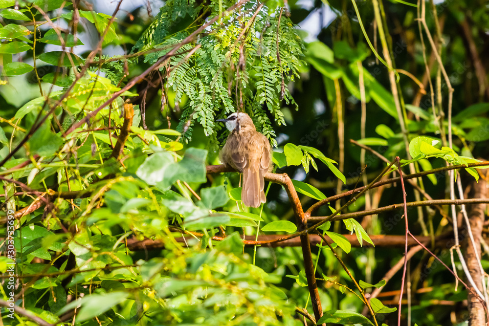 beautiful bird in nature beautiful bird in nature