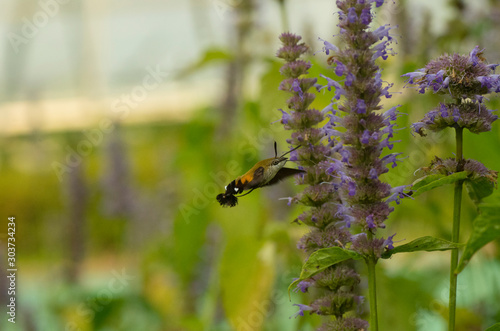 hawk moth on the violet flowers photo