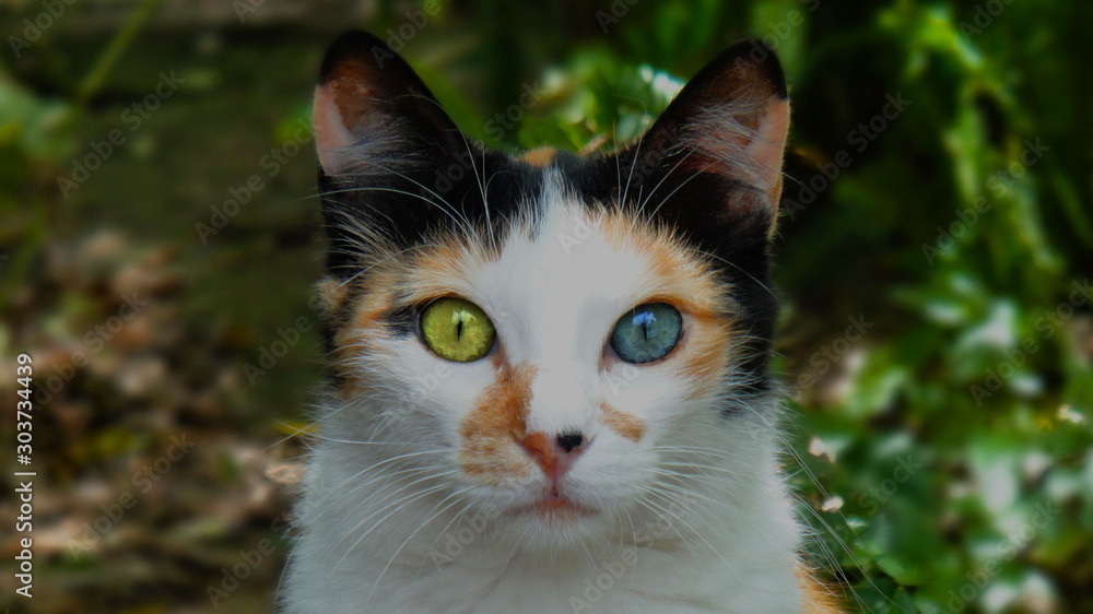 Beautiful Cat with Eyes - Green and Blue