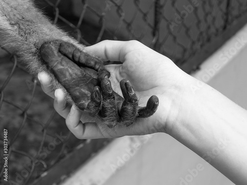 Black and white photo of caged monkey holding human hand, animal rights concept