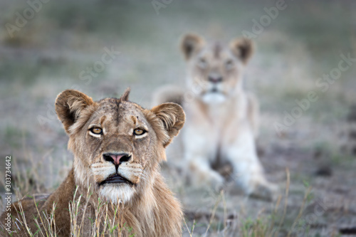 Lion Cubs being curious