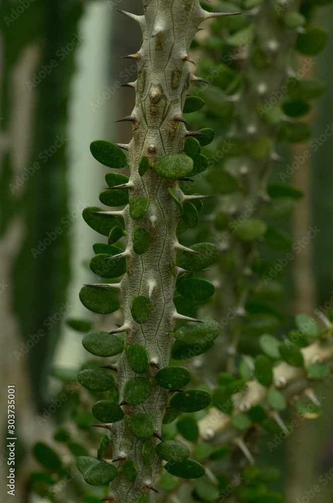 cacti with thorns and leaves cacti with thorns and leaves