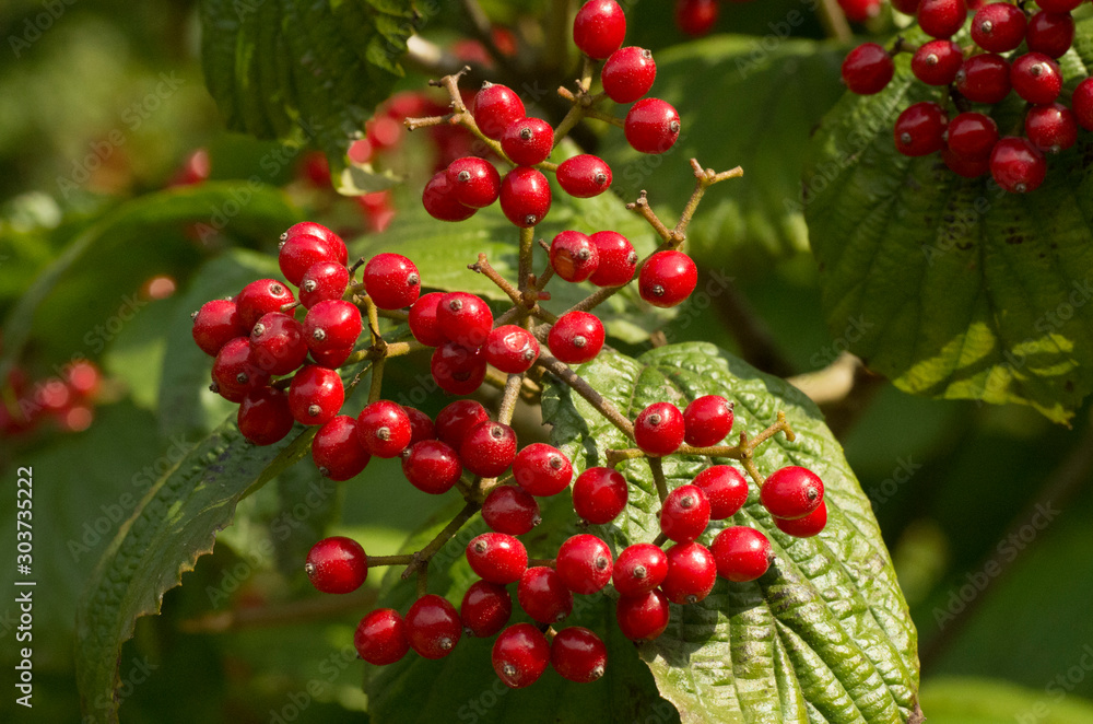 Fototapeta premium berries of red currant
