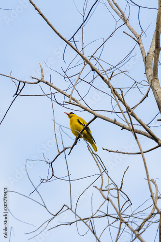 beautiful bird in nature