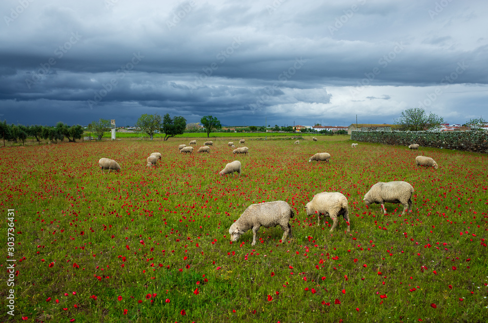 Sheep grazing in a field of poppies in Cordoba countryside. Have storm is coming Sheep grazing in a field of poppies in Cordoba countryside. Have storm is coming