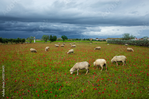 Sheep grazing in a field of poppies in Cordoba countryside. Have storm is coming
