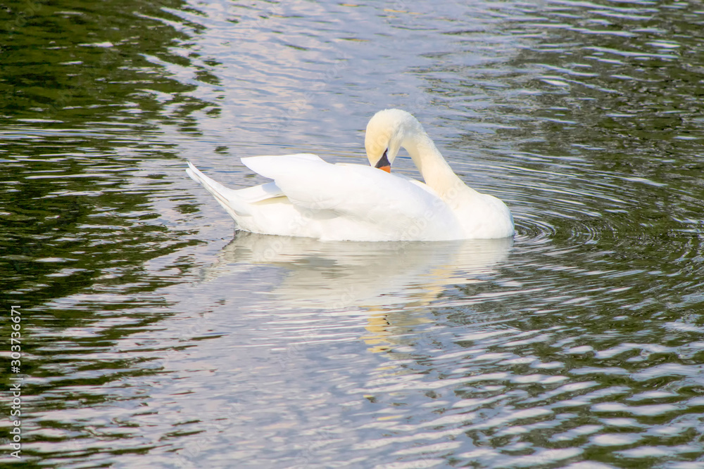 Swans swimming in a lake reservoir in park. Swans swimming in a lake reservoir in park.