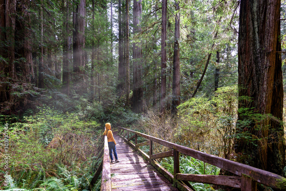 Φωτογραφία Woman hiker explores  Redwood National Park California,  Lifestyle, USA