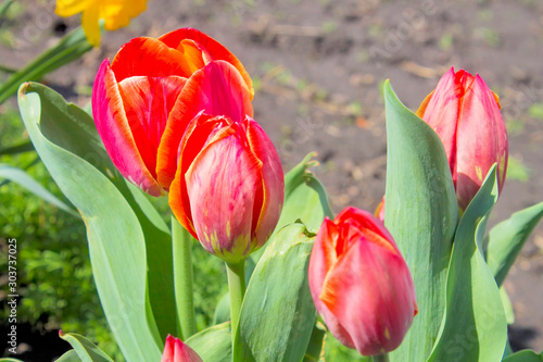 Blossoming tulips close up.
