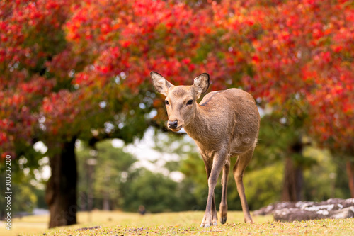 Canvas Print Wildlife fawn deer in nature during fall season with colorful trees in backgroun
