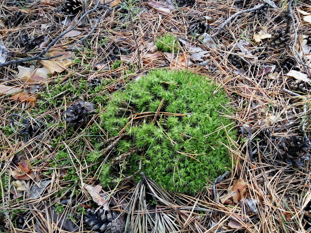 green round Bush on the background of pine needles and cones