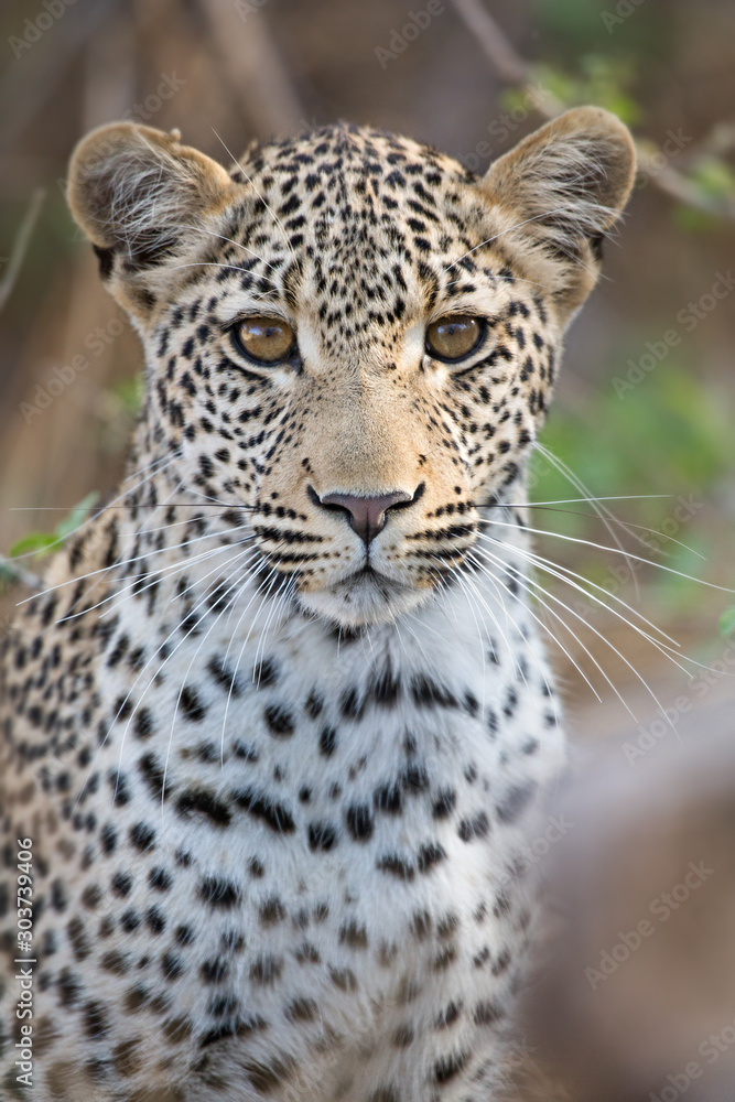 Young Leopard