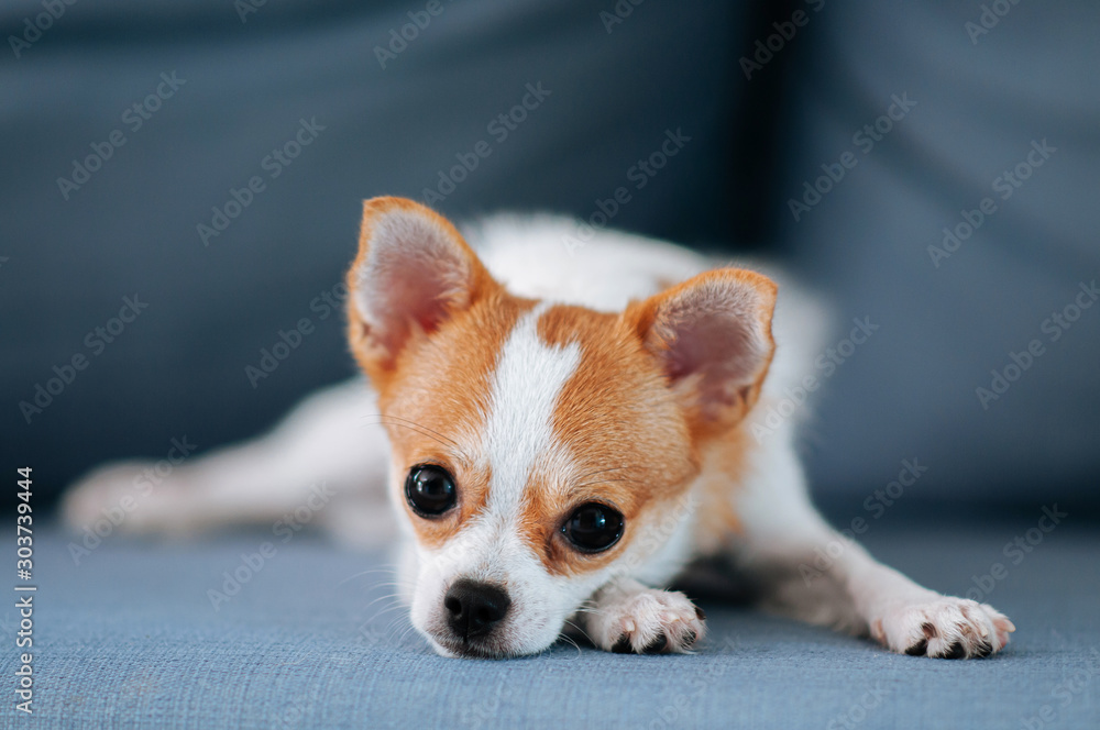 Cute puppie dog lazy lying on sofa couch with boring eyes and face