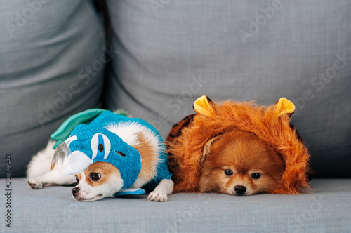 Cute puppie dogs couple in fancy clothes lazy lying on sofa couch with sleeppy eyes and face photo