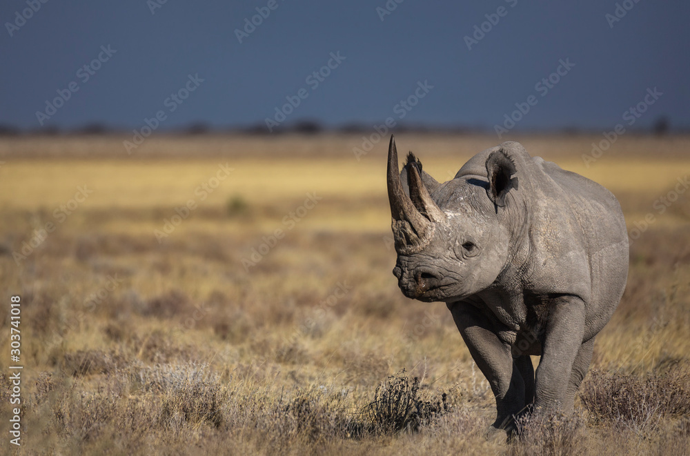 Fotografie Black Rhino