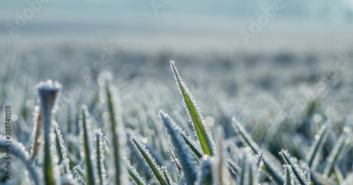 Close-up of a frosty meadow. The grass is covered with ice crystals. Concept: winter and weather