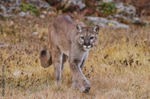 MOUNTAIN LION IN MONTANA