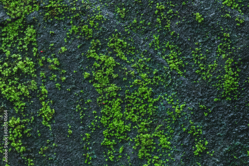 Black stone wall background with green moss and lichen. Nature texture. Empty place and copy space.