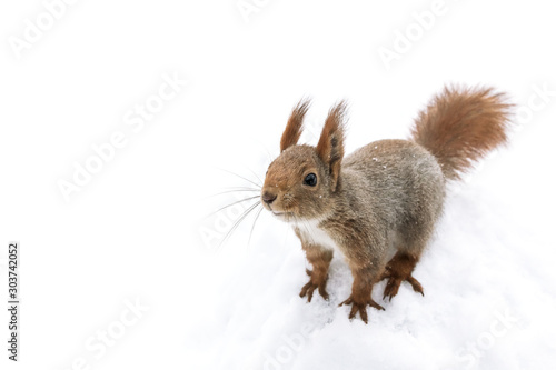 curious little red squirrel sitting in white snow background 