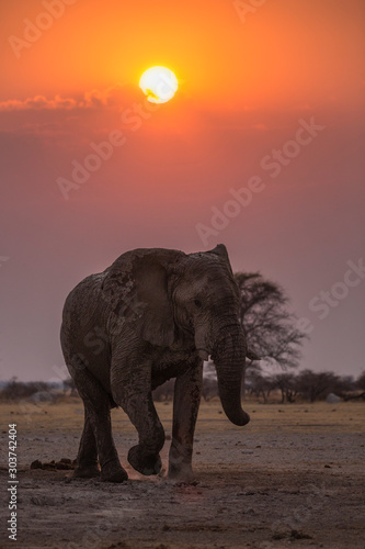 elephant at sunset