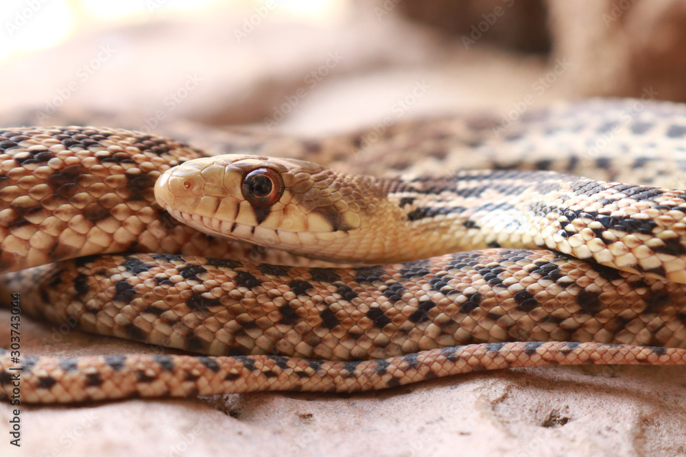 Gophersnake, San Diego Subspecies (Pituophis catenifer annectens) Gophersnake, San Diego Subspecies (Pituophis catenifer annectens)