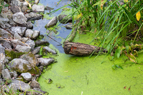 Rocks and a Log and Green Duckweed