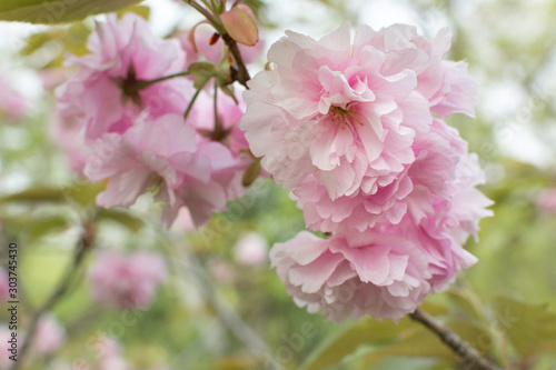 八重桜 © ken-Kj