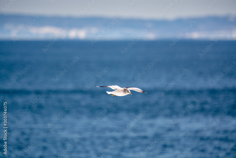 Seagulls Flight in Rausu Hokkaido Japan