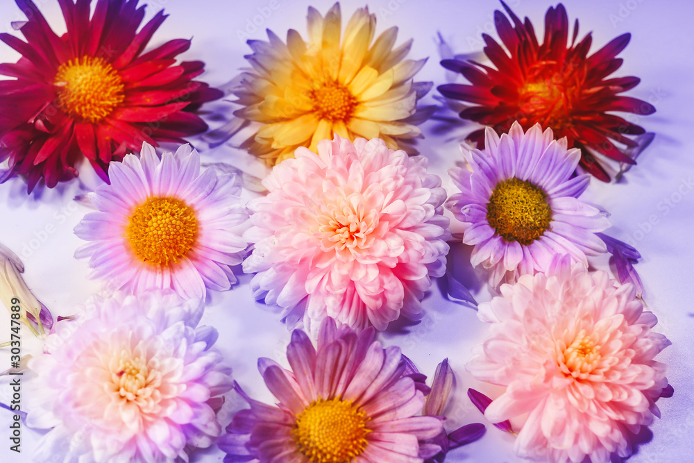 flowers on a colored tinted background. flowers on a colored tinted background.