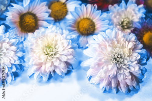 flowers on a colored tinted background.