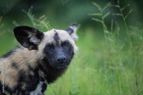 Rainy Wild Dog