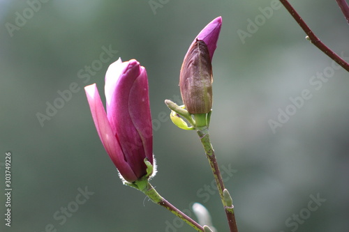 blooming magnolia flowers on a tree branch 