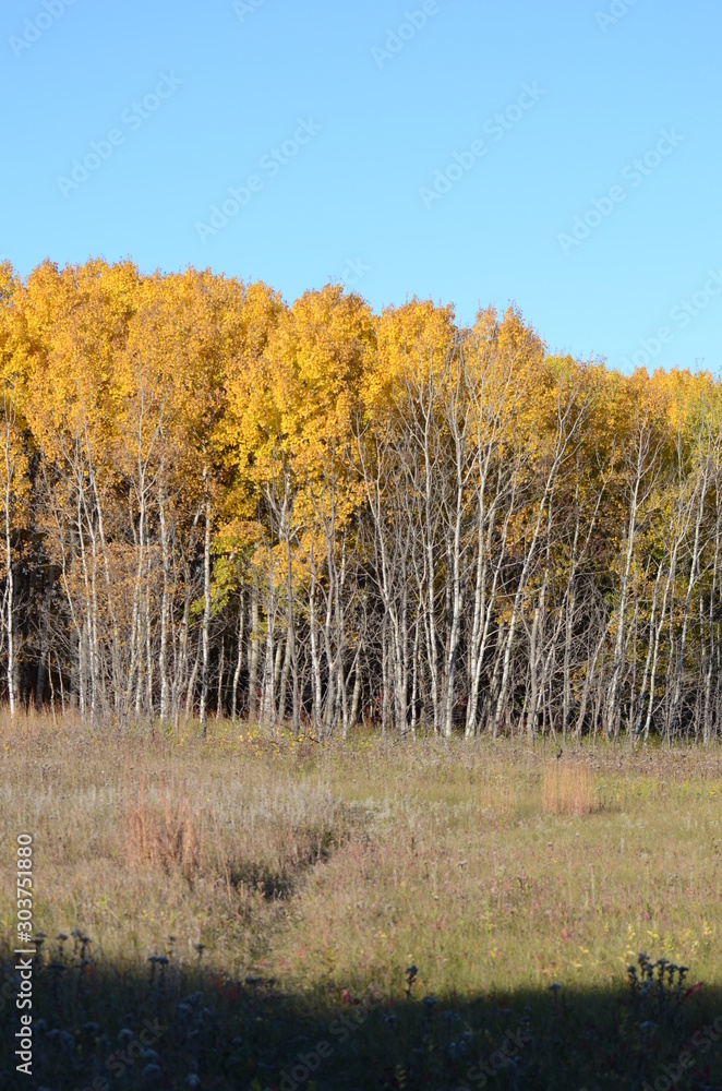 Colorful leaves at Assiniboine Forest in Autumn, Manitoba