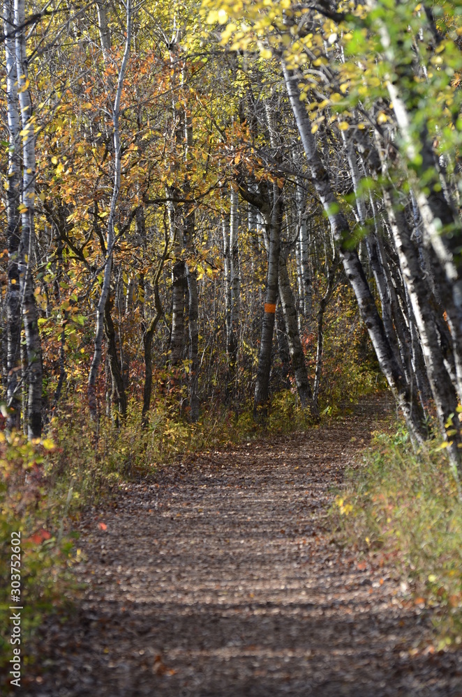 Assiniboine Forest Trail in Autumn in Winnipeg Assiniboine Forest Trail in Autumn in Winnipeg