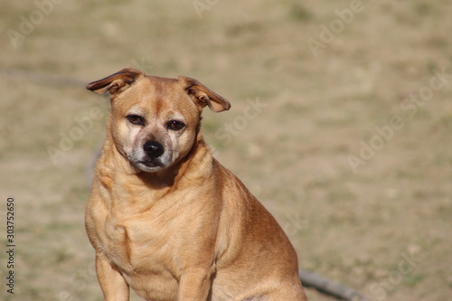 portrait of a dog