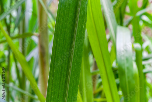 Closeup fresh long green grass