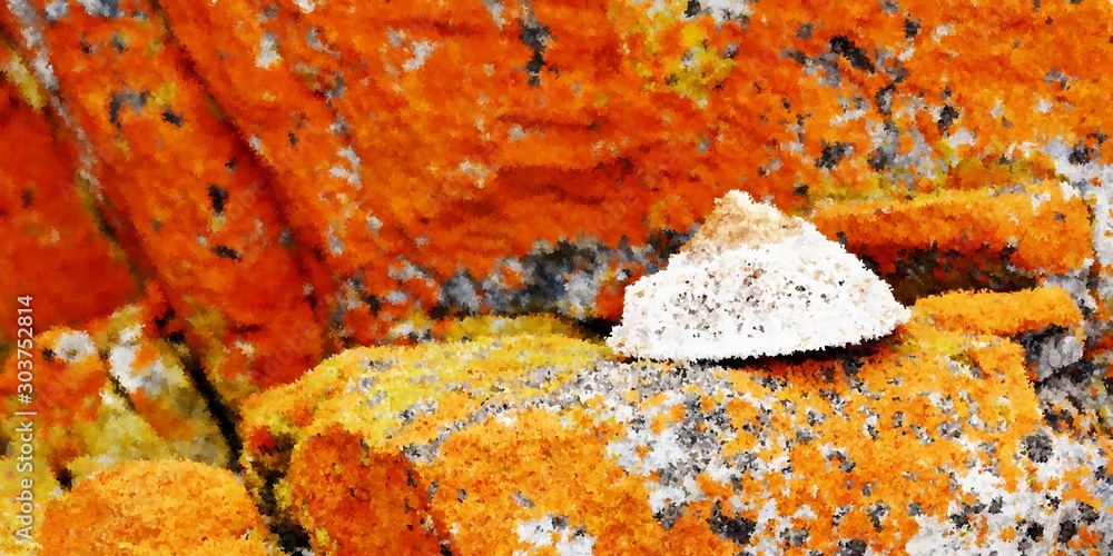 Ταπετσαρία Close up of a common limpet mollusk