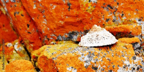 Close up of a common limpet mollusk
