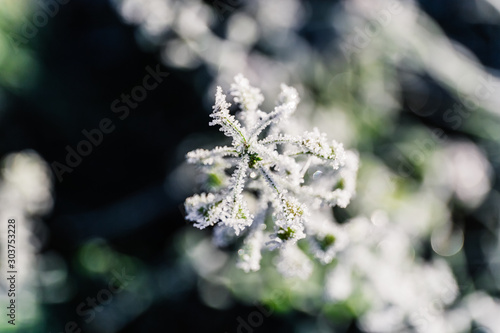 Autumn capsella in frost needles. Sunny morning rime. © Hanna