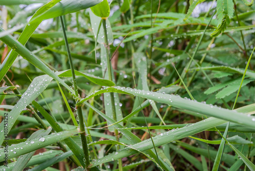 fresh green grass covered with rain water droplet