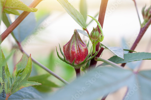 Rosella, Jamaican Sorel, Roselle, Rozelle, Sorrel, Red Sorrel, Kharkade, Karkade, Vinuela or Cabitutu on tree with sunlight, Is a Thai herb. photo