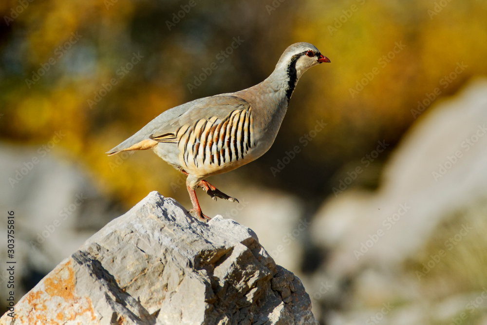 The rock partridge from Velebit mountain, Croatia The rock partridge from Velebit mountain, Croatia